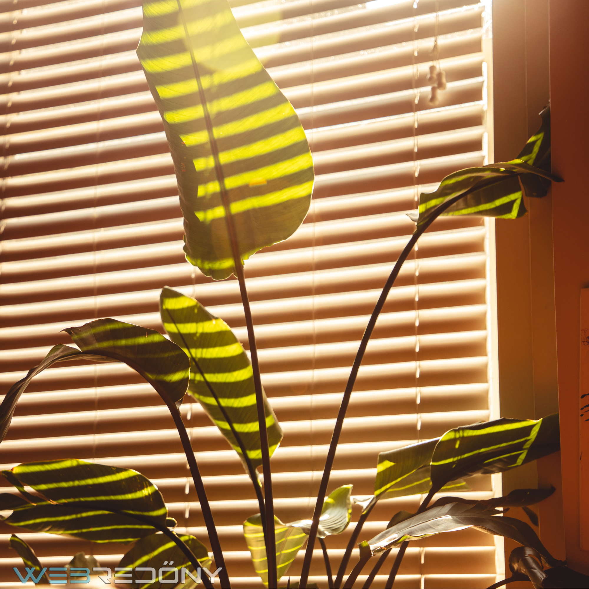 faeres-reluxa Faeres reluxa